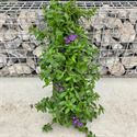 Bild von Wandhangers stek Scaevola blauw